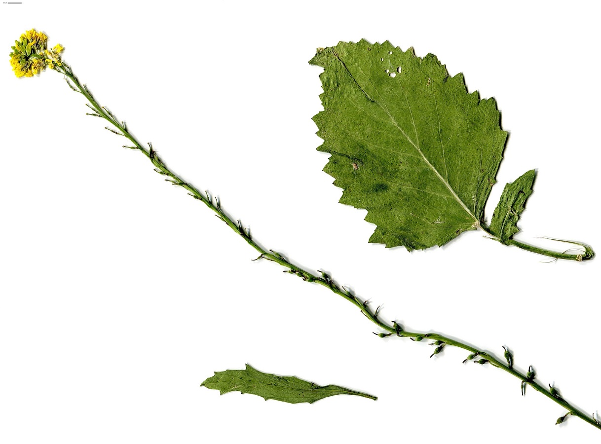 Rapistrum rugosum subsp. orientale (Brassicaceae)